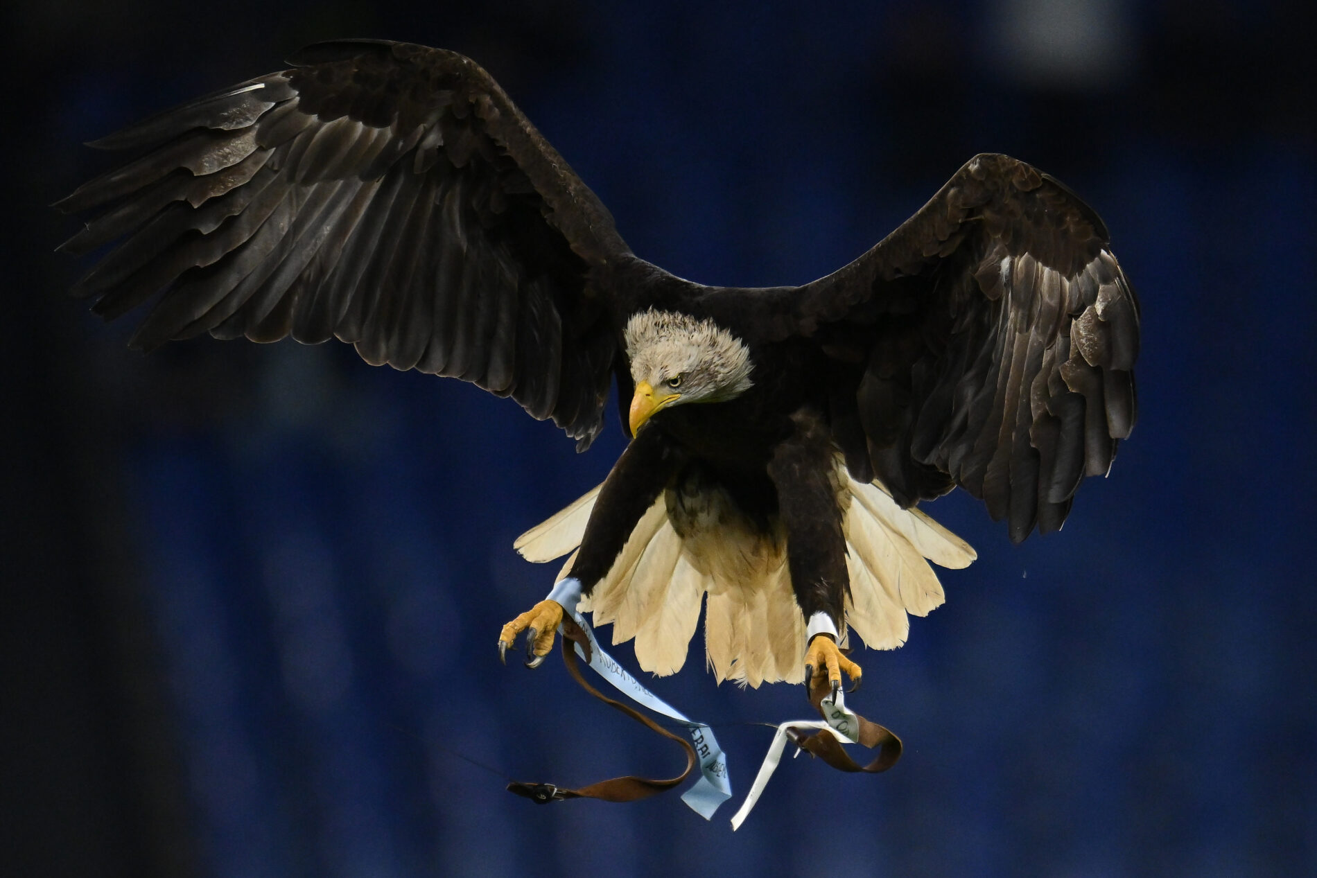 Aquila Flaminia Lazio